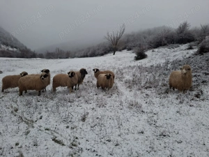 Oi de vânzare !! - imagine 2