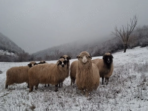 Oi de vânzare !! - imagine 3