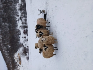 Oi de vânzare !! - imagine 4