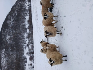 Oi de vânzare !! - imagine 5