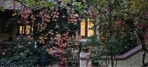 vand casa zona Alunis, suprafata teren 450 mp