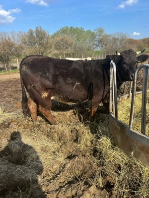 Vand 3 vitele si 2 vaci  - imagine 3