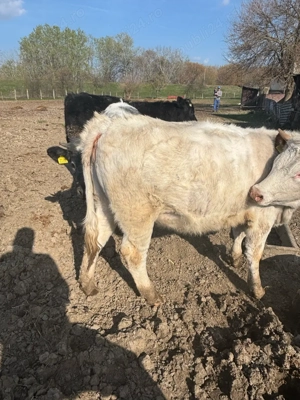 Vand 3 vitele si 2 vaci  - imagine 5