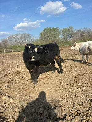 Vand 3 vitele si 2 vaci 