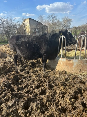 Vand 3 vitele si 2 vaci  - imagine 2