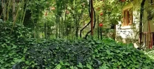 vand casa zona Alunis, suprafata teren 450 mp - imagine 14