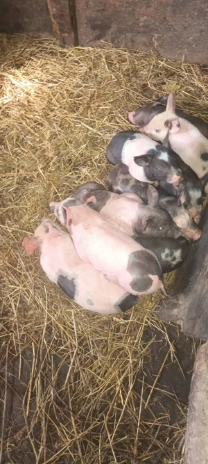 scroafă cu purcei  - imagine 3