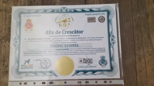 Căței Belgian Malinois caută proprietari responsabili