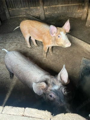 vand porci  - imagine 2