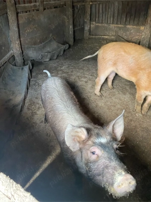 vand porci  - imagine 3