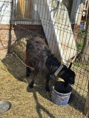 Vand capre tinere - imagine 5