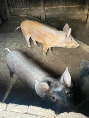 vand porci  - imagine 4