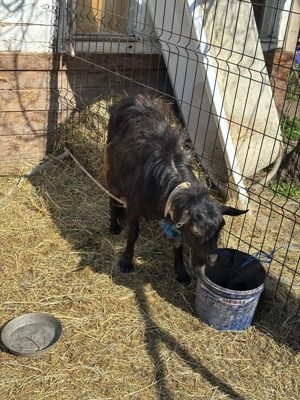 Vand capre tinere - imagine 4