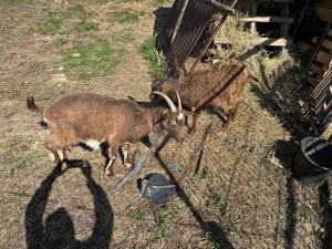 Vand capre tinere - imagine 3