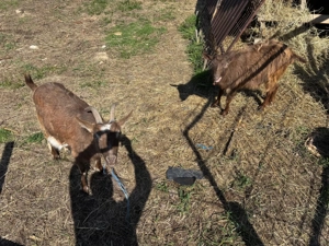 Vand capre tinere - imagine 2