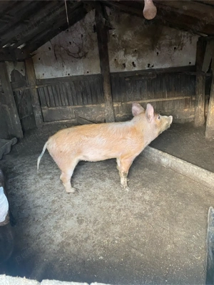 vand porci  - imagine 5