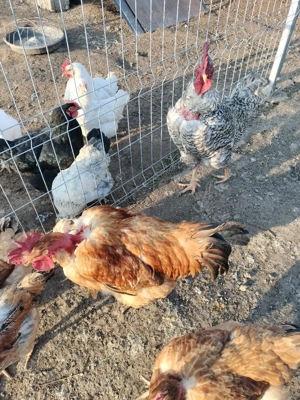 cocoși de vânzare  - imagine 2