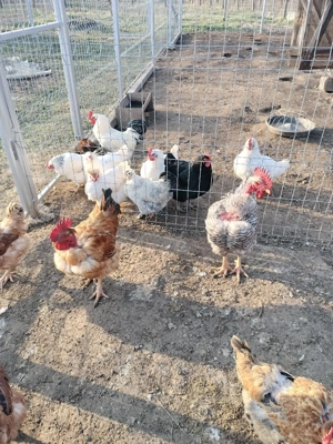 cocoși de vânzare  - imagine 3