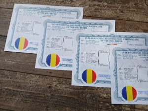 Căței Belgian Malinois caută proprietari responsabili - imagine 5