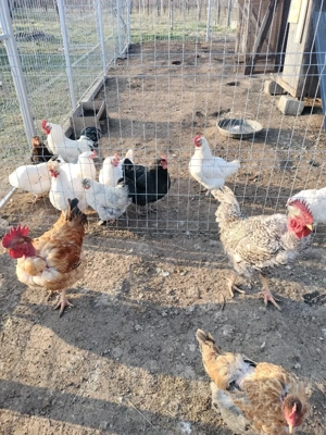 cocoși de vânzare  - imagine 4