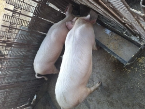 2 purcele de vanzare - imagine 3