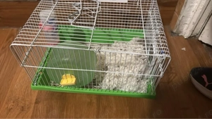 vand 2 hamsteri cu cusca 