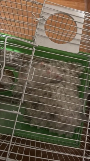 vand 2 hamsteri cu cusca  - imagine 4