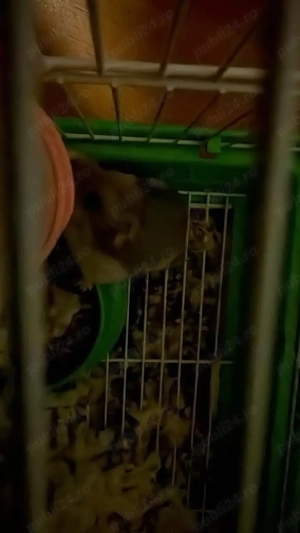 vand 2 hamsteri cu cusca  - imagine 3
