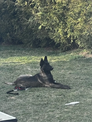 Caine ciobanesc belgian - imagine 2