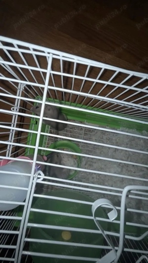 vand 2 hamsteri cu cusca  - imagine 2