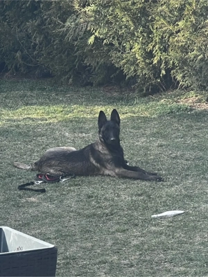 Caine ciobanesc belgian