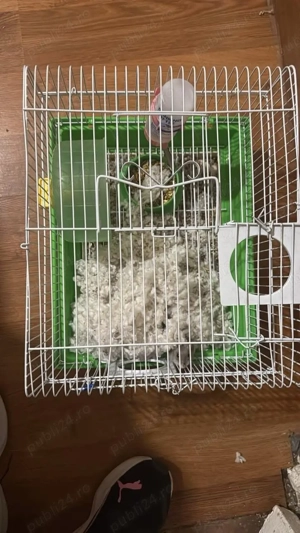 vand 2 hamsteri cu cusca  - imagine 5