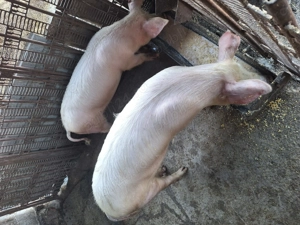 2 purcele de vanzare - imagine 2