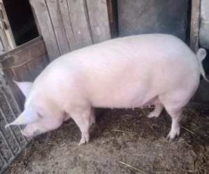 Porc Marele Alb 180 kg
