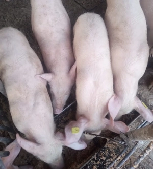 Vand Porci Marele Alb 5 luni - imagine 2