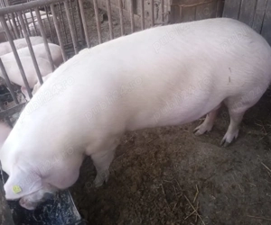 Porc Marele Alb 180 kg - imagine 2