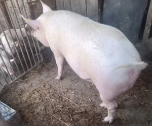 Porc Marele Alb 180 kg - imagine 3