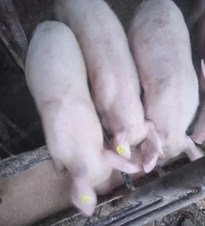 Vand Porci Marele Alb 5 luni - imagine 3