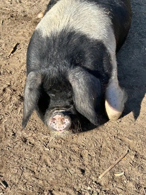 Bazna de vinzare - imagine 3