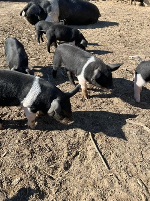 Bazna de vinzare - imagine 2