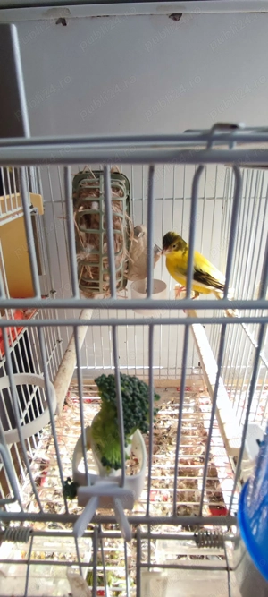 Vând cănărita timbrado spaniol  - imagine 2