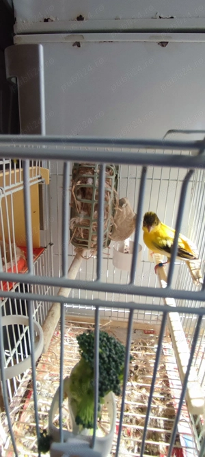 Vând cănărita timbrado spaniol  - imagine 3