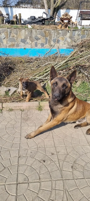 Pui Ciobanesc Belgian Malinois - imagine 5