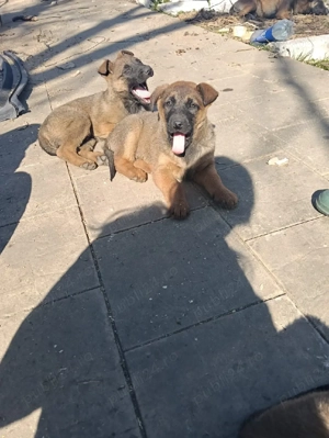 Pui Ciobanesc Belgian Malinois - imagine 3