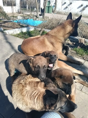 Pui Ciobanesc Belgian Malinois - imagine 2