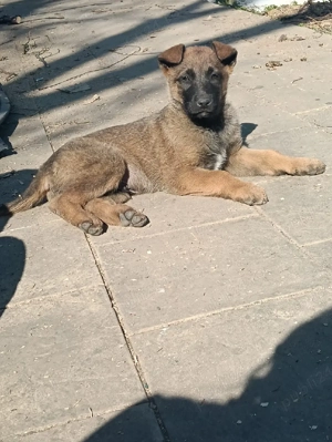 Pui Ciobanesc Belgian Malinois - imagine 4