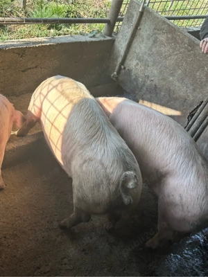 Porci de vanzare - imagine 3