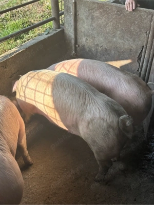 Porci de vanzare