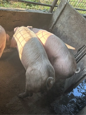 Porci de vanzare - imagine 2
