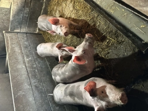 Soldani pietrain belgian originali de vanzare - imagine 4